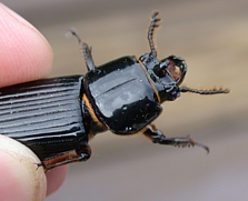 Bess Beetle