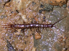 Centipede