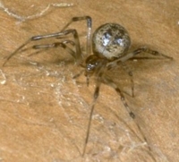 American House Spider