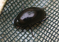 Water Beetle