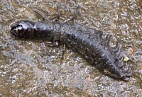 Dobsonfly Larva