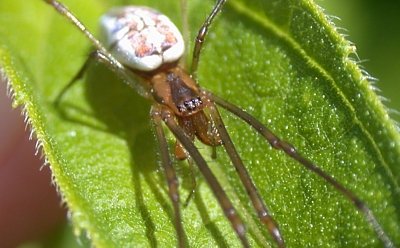 Long-Jawed Orb Weaver