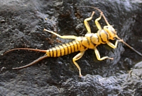 Stonefly Naiad