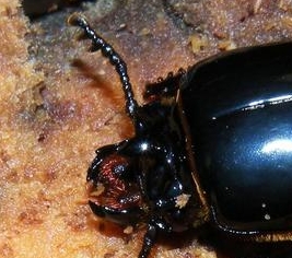 Bess Beetles of Kentucky - University of Kentucky Entomology