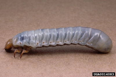 Bess Beetle Larva