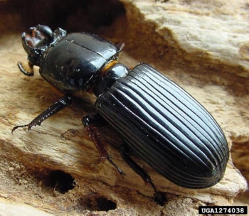 Bess Beetles of Kentucky - University of Kentucky Entomology