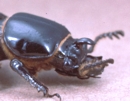 Stag Beetle