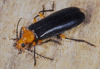 Fire-Colored Beetle, Neopyrochroa femoralis