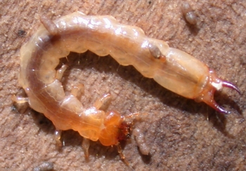 Fire-Colored Beetle larva