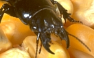 Ground Beetle