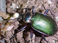 Caterpillar Hunter, a ground beetle, feeding