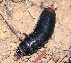 Calosoma larva