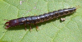 Ground beetle larva