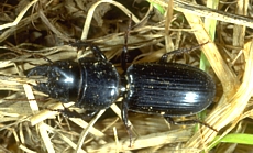 Big-headed ground beetle