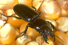 Big-headed ground beetle