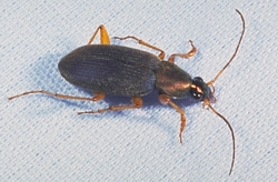 Vivid Metallic Ground Beetle