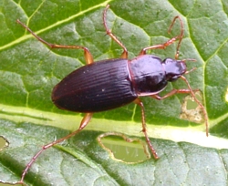 Woodland Ground Beetle