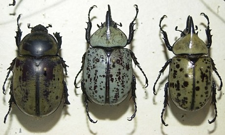 COLOR VARIATION AMONG ADULT HERCULES BEETLES