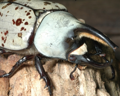 Western Hercules Beetle "D2": parental male of Western/Eastern hybrids