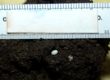 Hercules beetle egg