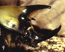 Eastern Hercules Beetle, male
