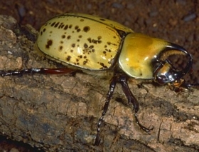 Male Eastern Hercules Beetle