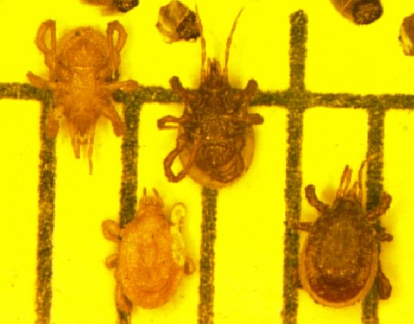 Mite predators of Hercules beetle eggs