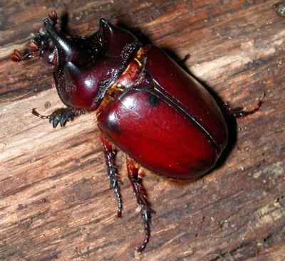 colorful horned beetle