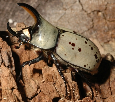 Western Hercules Beetle "R2": parental male of Western/Eastern hybrids