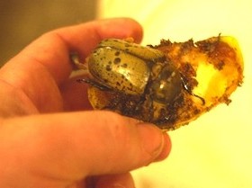 Adult female Hercules Beetle feeding on an apple