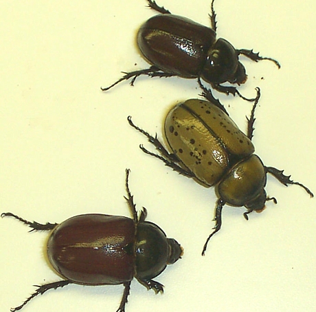 COLOR VARIATION AMONG ADULT HERCULES BEETLES