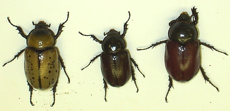 COLOR VARIATION AMONG ADULT HERCULES BEETLES