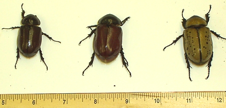 COLOR VARIATION AMONG ADULT HERCULES BEETLES