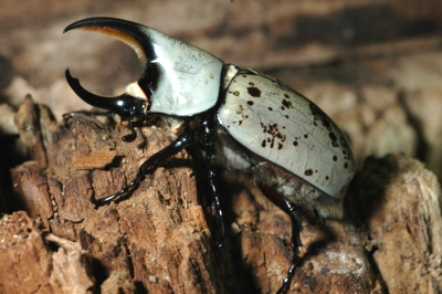 Male Western Hercules Beetle