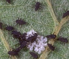 These 1st instar (newborn) ladybird beetle larvae are less than 2 mm long