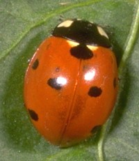 Seven-Spot Lady Beetle