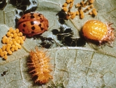 Eggs, larva, pupa and adult Mexican Bean Beetle