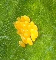 Lady Beetle Egg Cluster