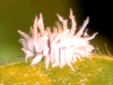 Lady beetle larva from the Scymnus genus