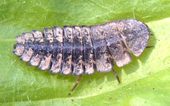 Lightningbug larva
