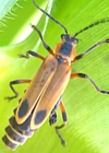 Typical Soldier Beetle