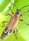 Soldier Beetle