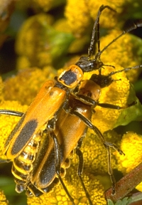 Goldenrod Beetles, Chauliognathus pennsylvanicus