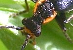 Soldier Beetle