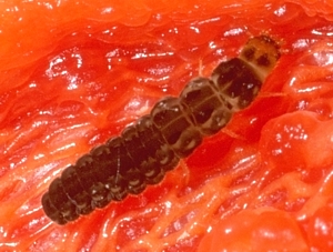 Soldier Beetle larva