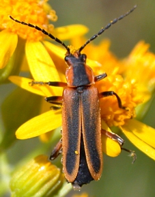 Margined Leatherwing, Chauliognathus marginatus