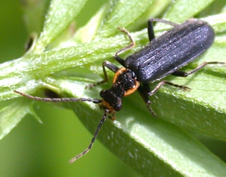 Soldier Beetle, Podabrus sp.