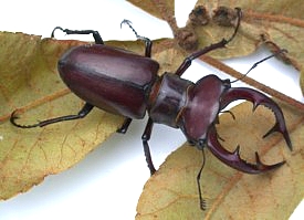 Elephant Stag Beetle, male