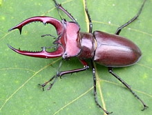 Male Elephant Stag Beetle
