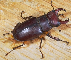 Common Stag Beetle, male